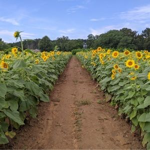 Meet your Posher, Gillian